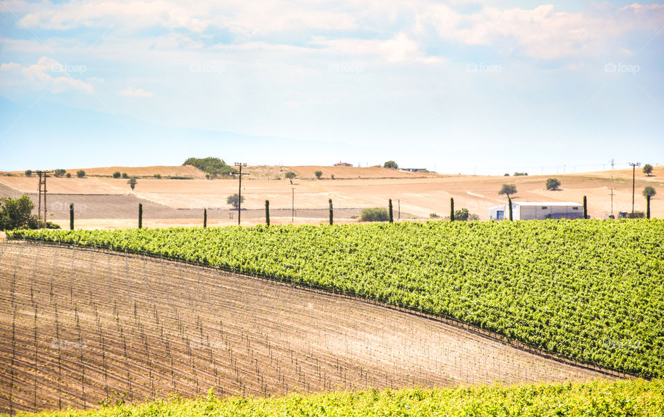 Vivid Vineyard Field
