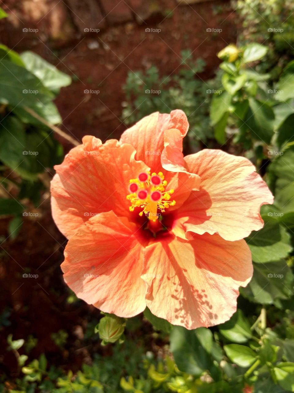 a rare orange hibiscus flower in my garden