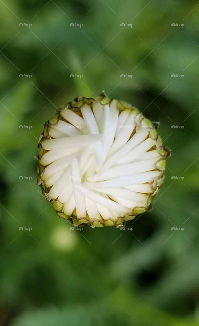 I had to google this image, because once again nature has done it! Nature has left me stunned and clueless by its beauty. Google says it’s a dandelion. I say, I’m not so sure.