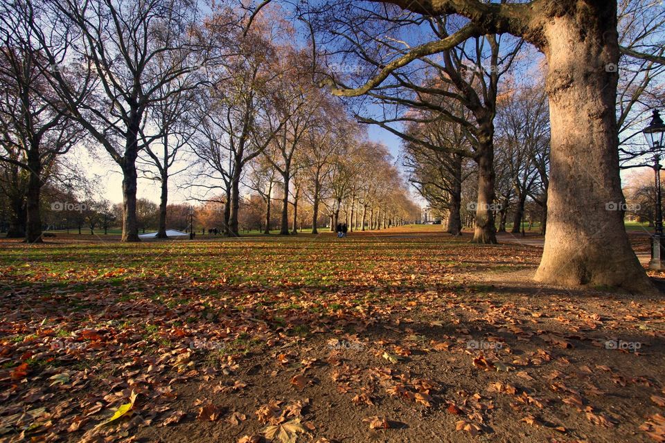 The long passage. A park avenue between trees in the fall on a sunny day