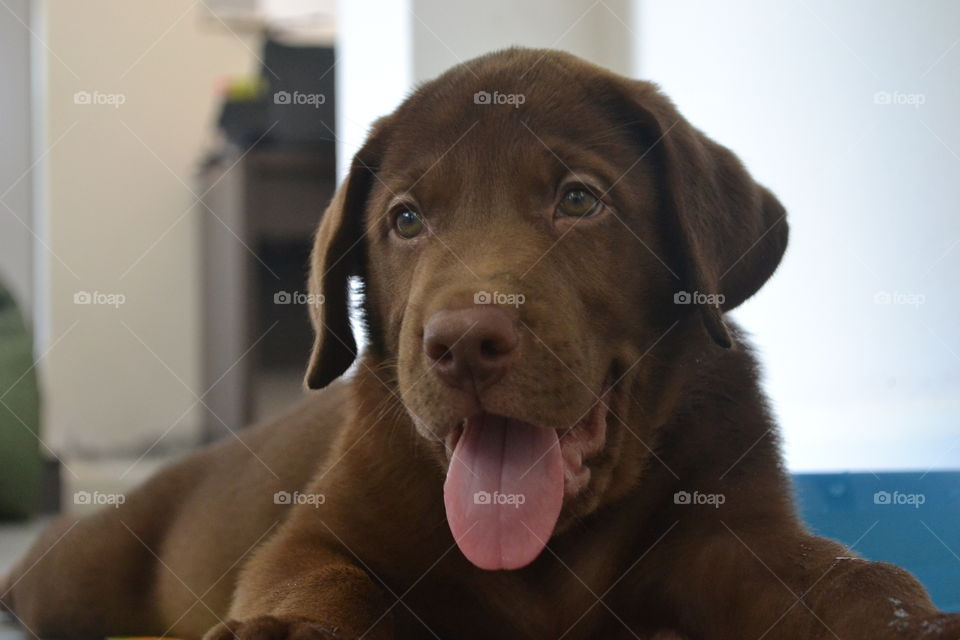 Close-up of a brown dog sticking out tougue