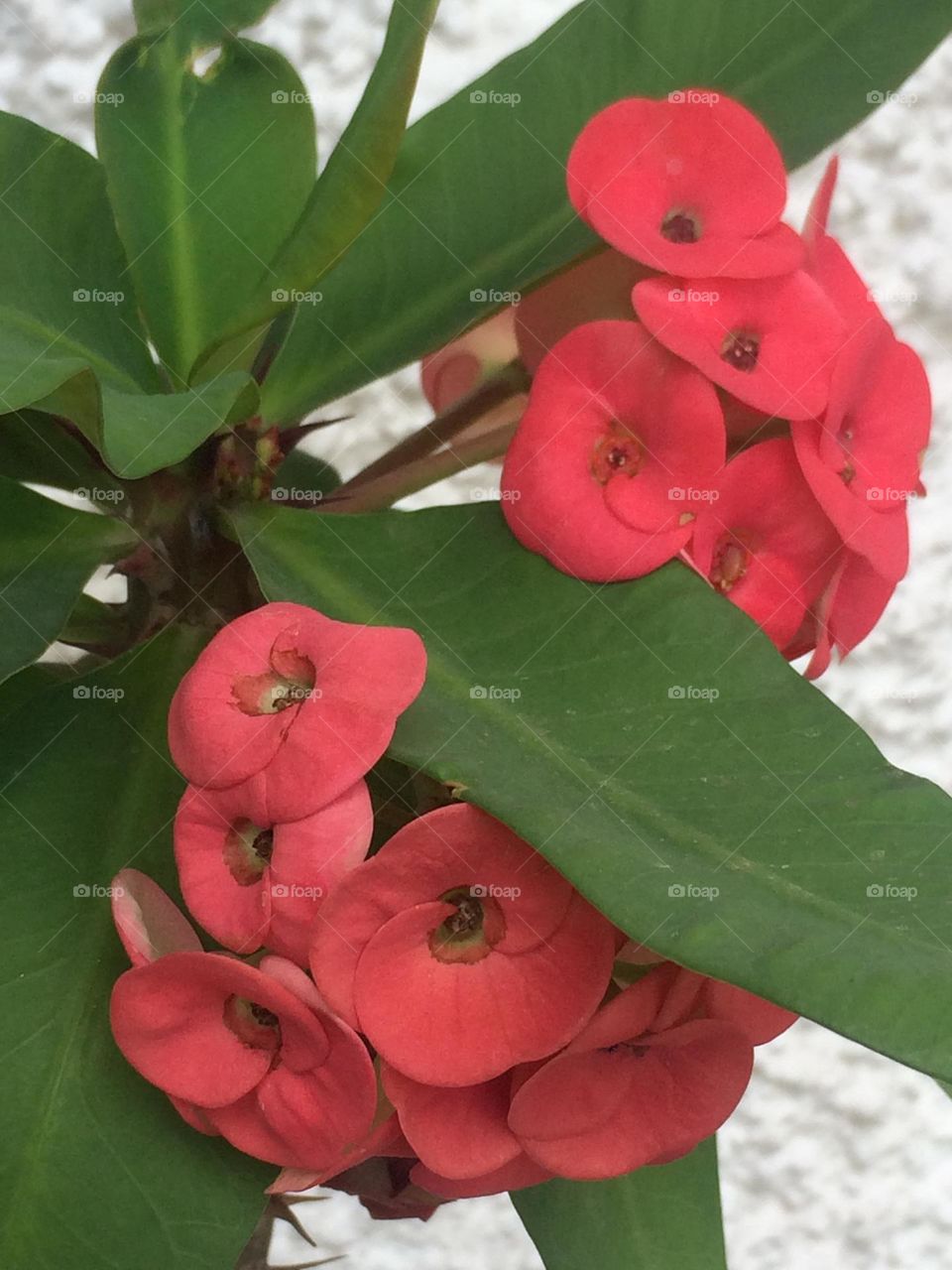 Crown of Thorns Blooms