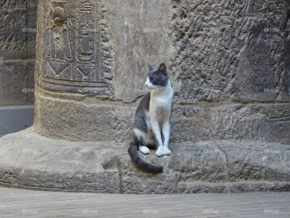 cat