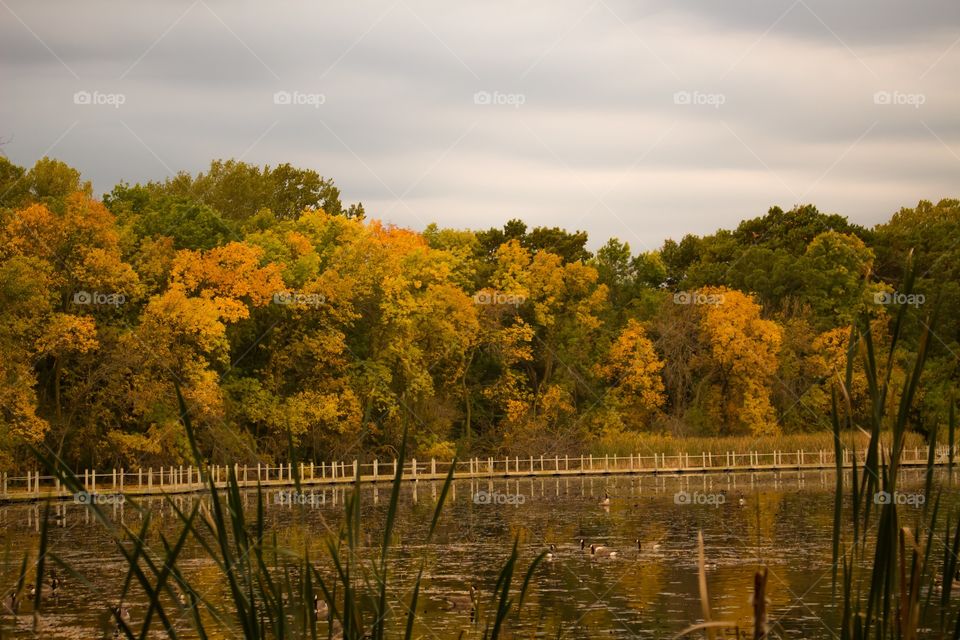 Fall trees