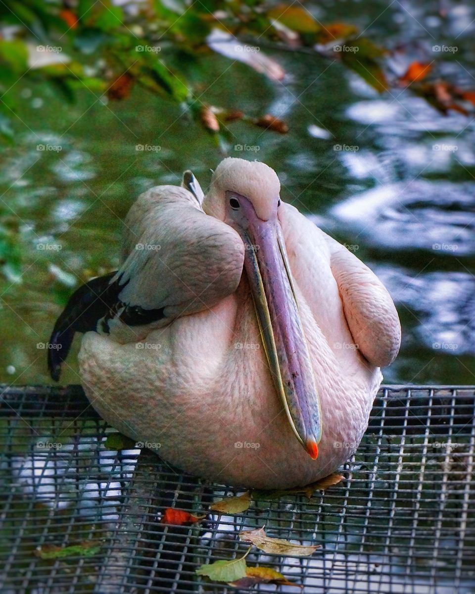 Pelican Amsterdam Zoo 