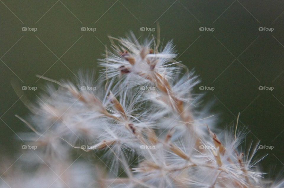 Seeds from a zebra grass plant