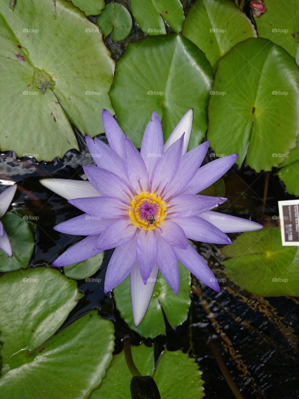 Perfection. Water Lily in Bloom.