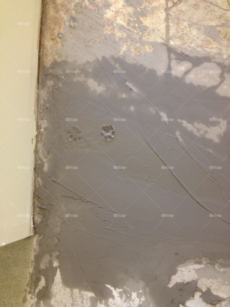 Paw Prints in the floor patch 