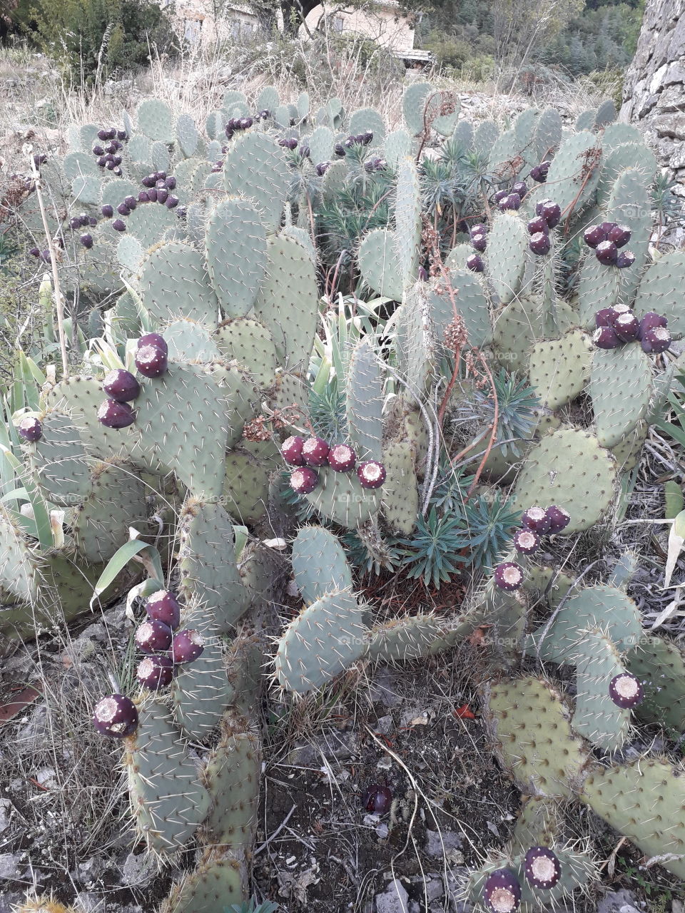 cactus avec figues