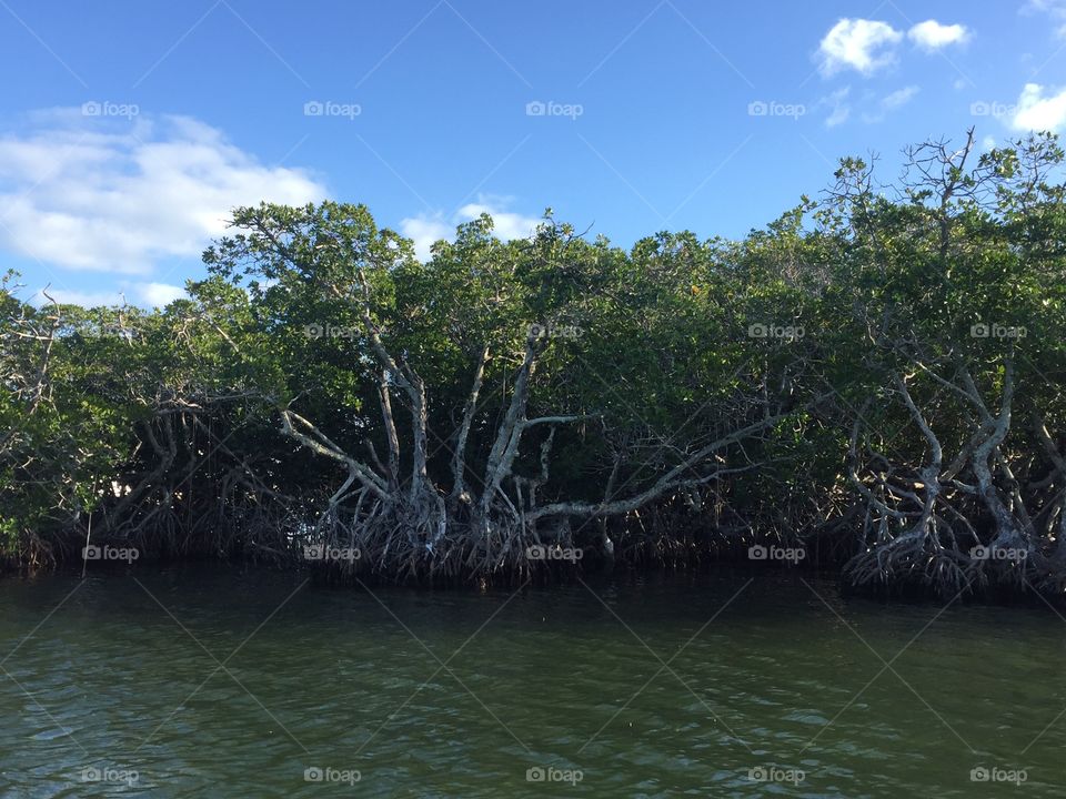 Driftwood 