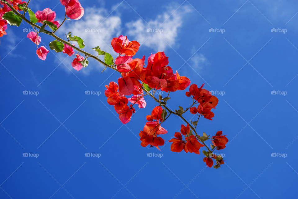 Bougainville's flowers in the sky
