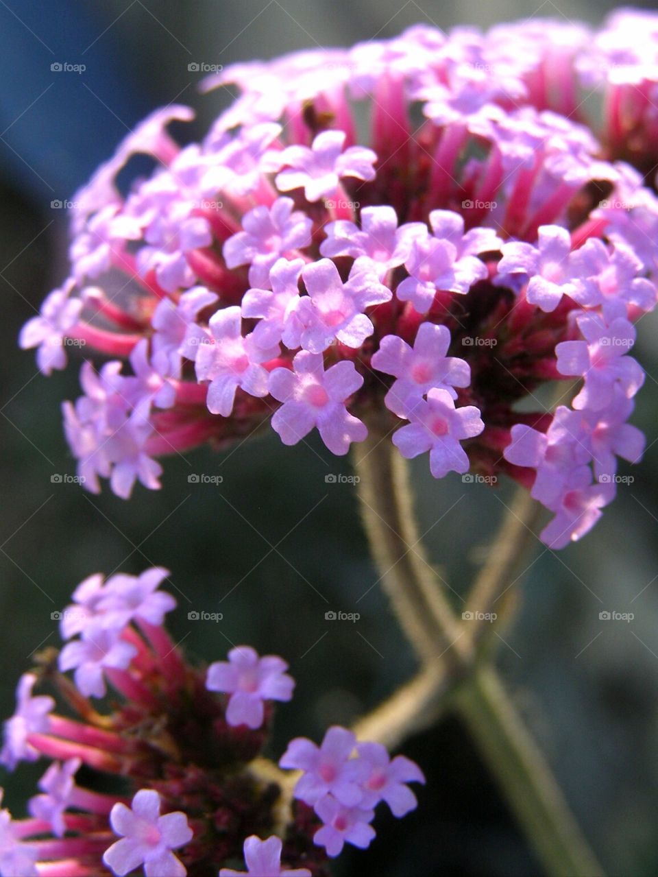 Purple​ flower_1