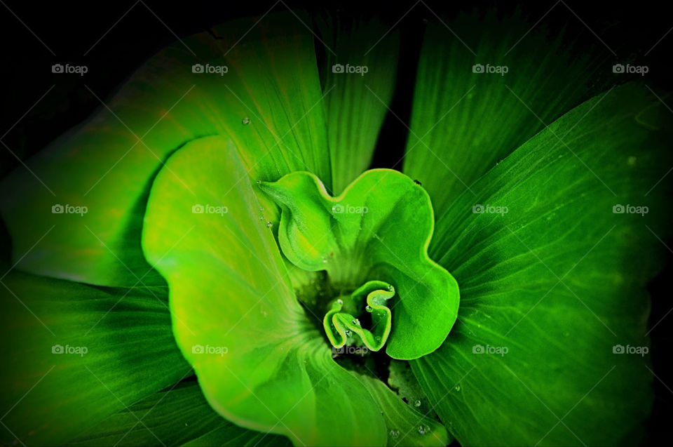 Flower ' water leaf