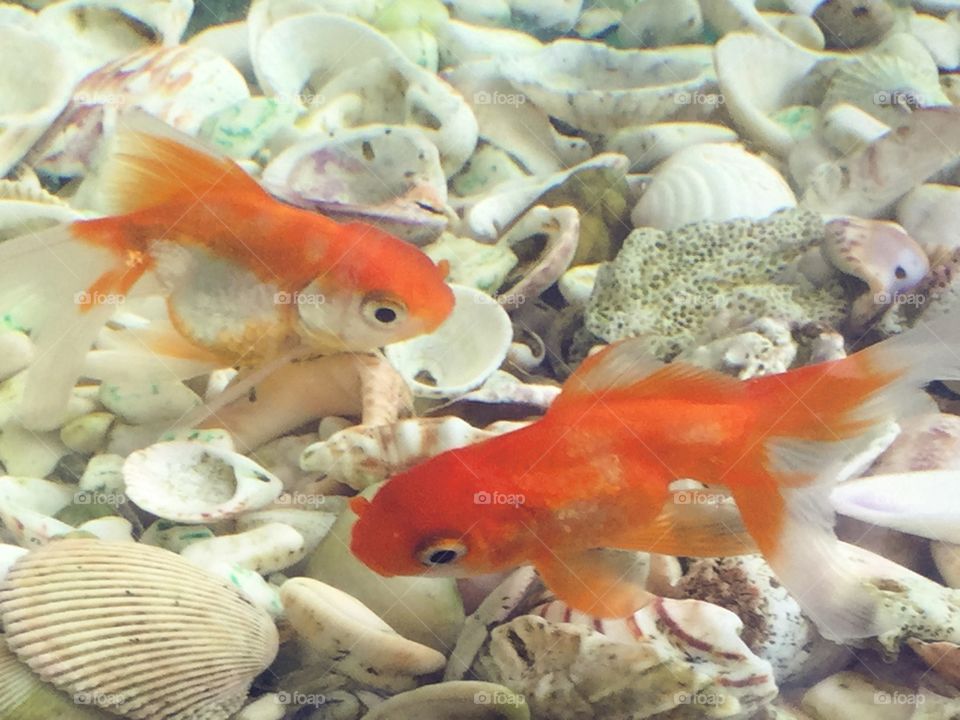 Two orange colored goldfish in an aquarium with white and cream colored sea shells.