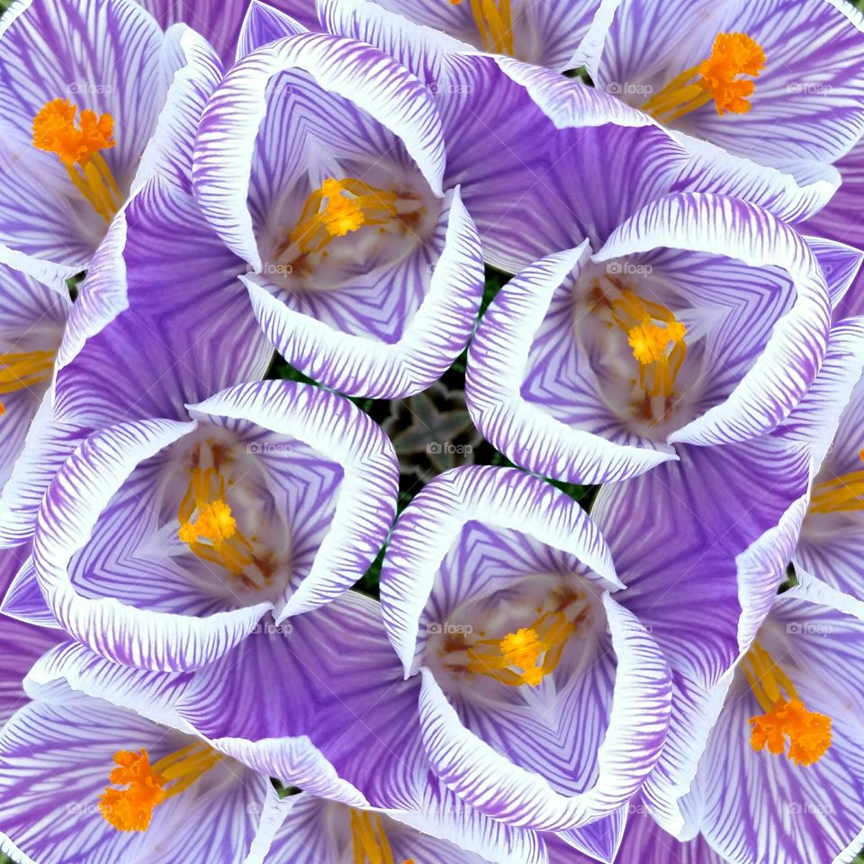 spring crocus