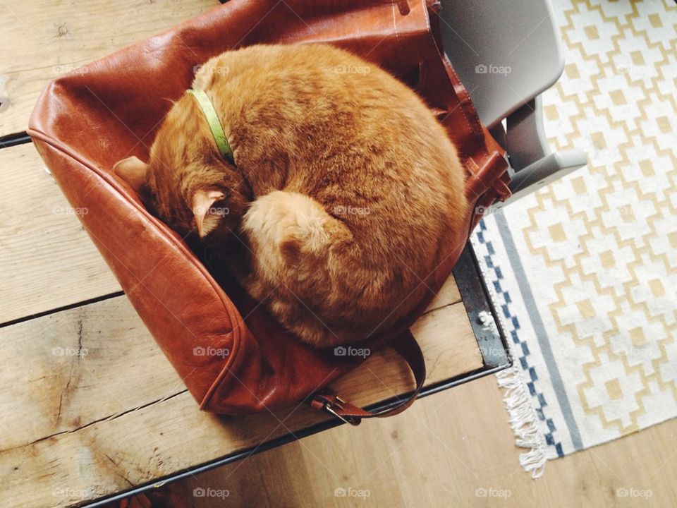 Cat in the sac