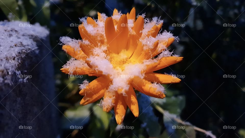 Fresh snow on colorful blooming flower , snö blommande orange blomma 