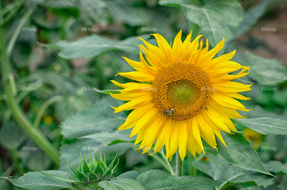 Summer Sunflower with Bumble Bee