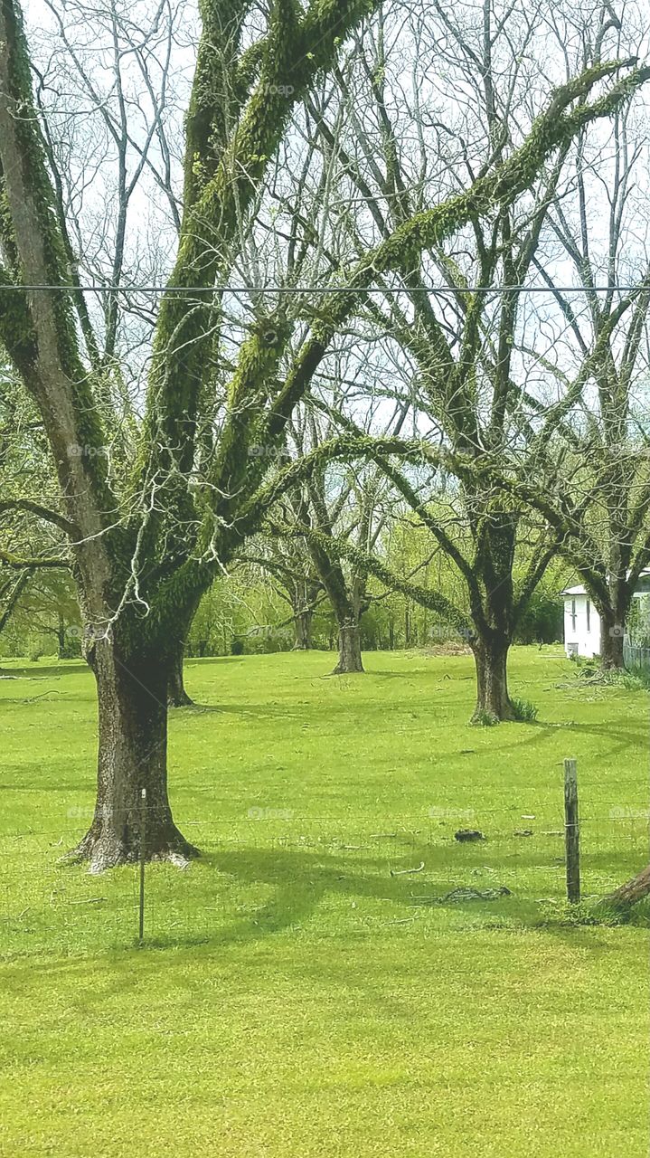 ancient pecan Grove in Alabama