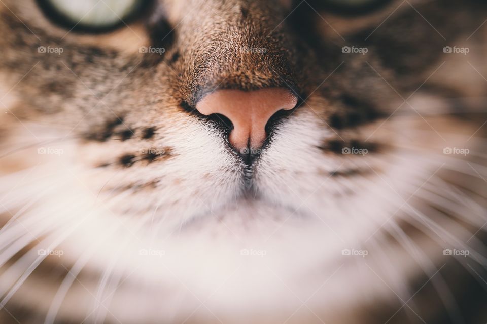 Macro cat nose photo