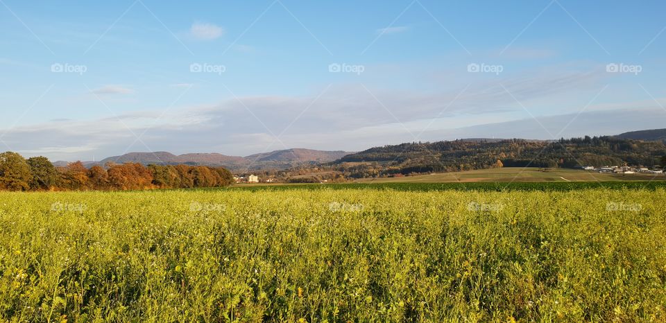 Feld mit Gründünger mit Blick auf die  Berge