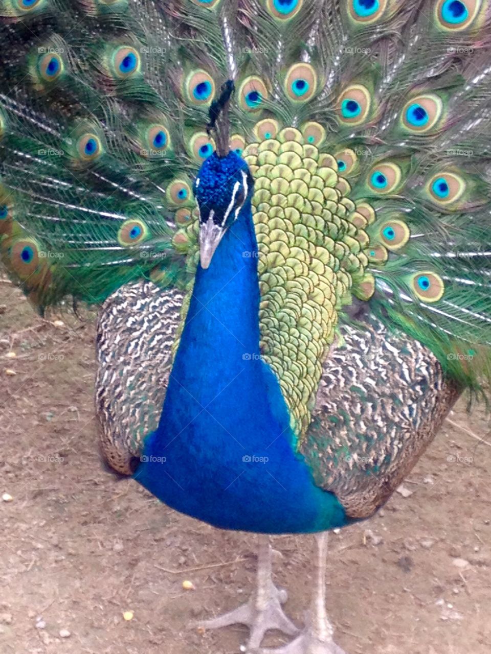 Peacock 