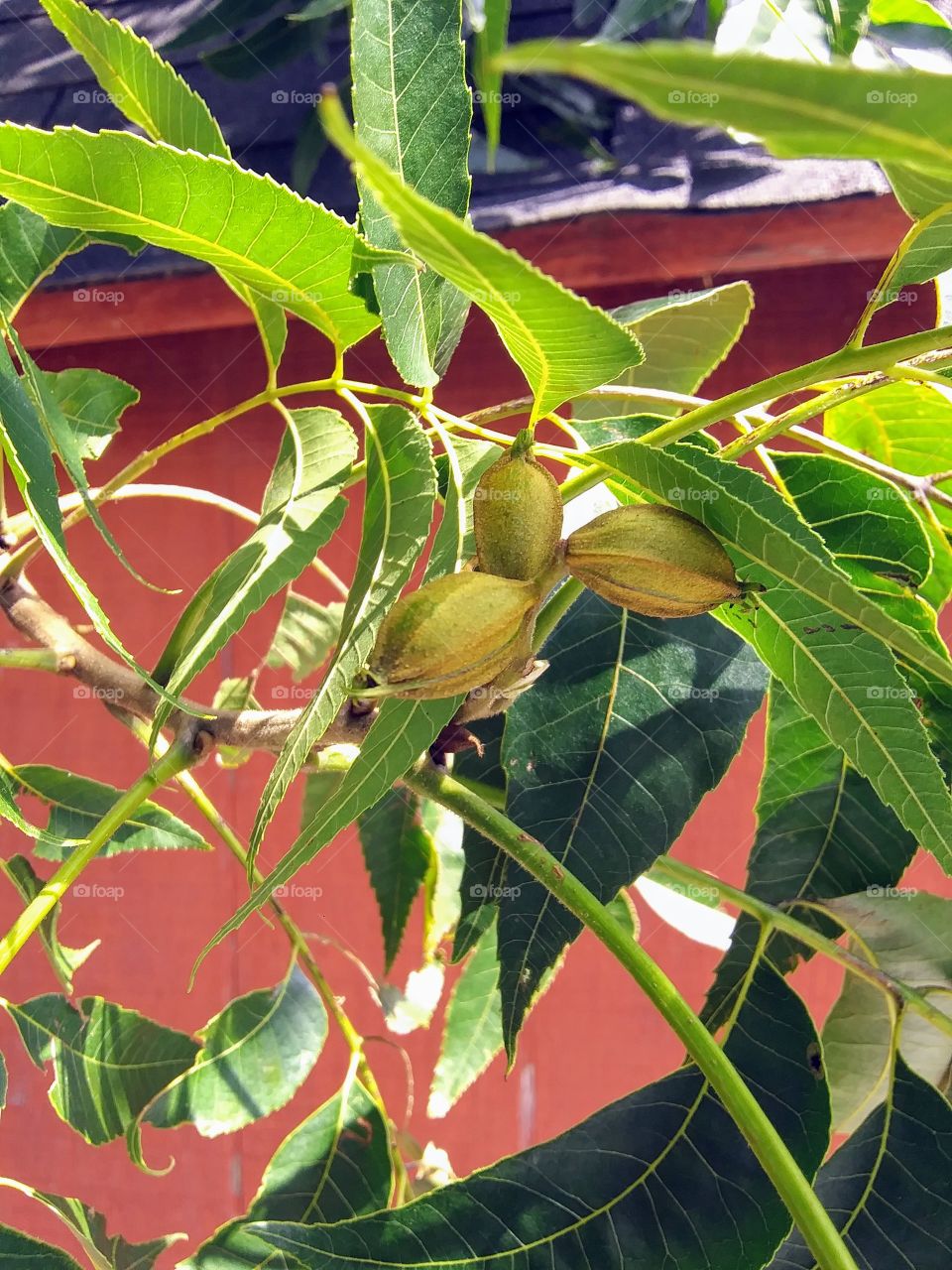 Pecans forming on a branch