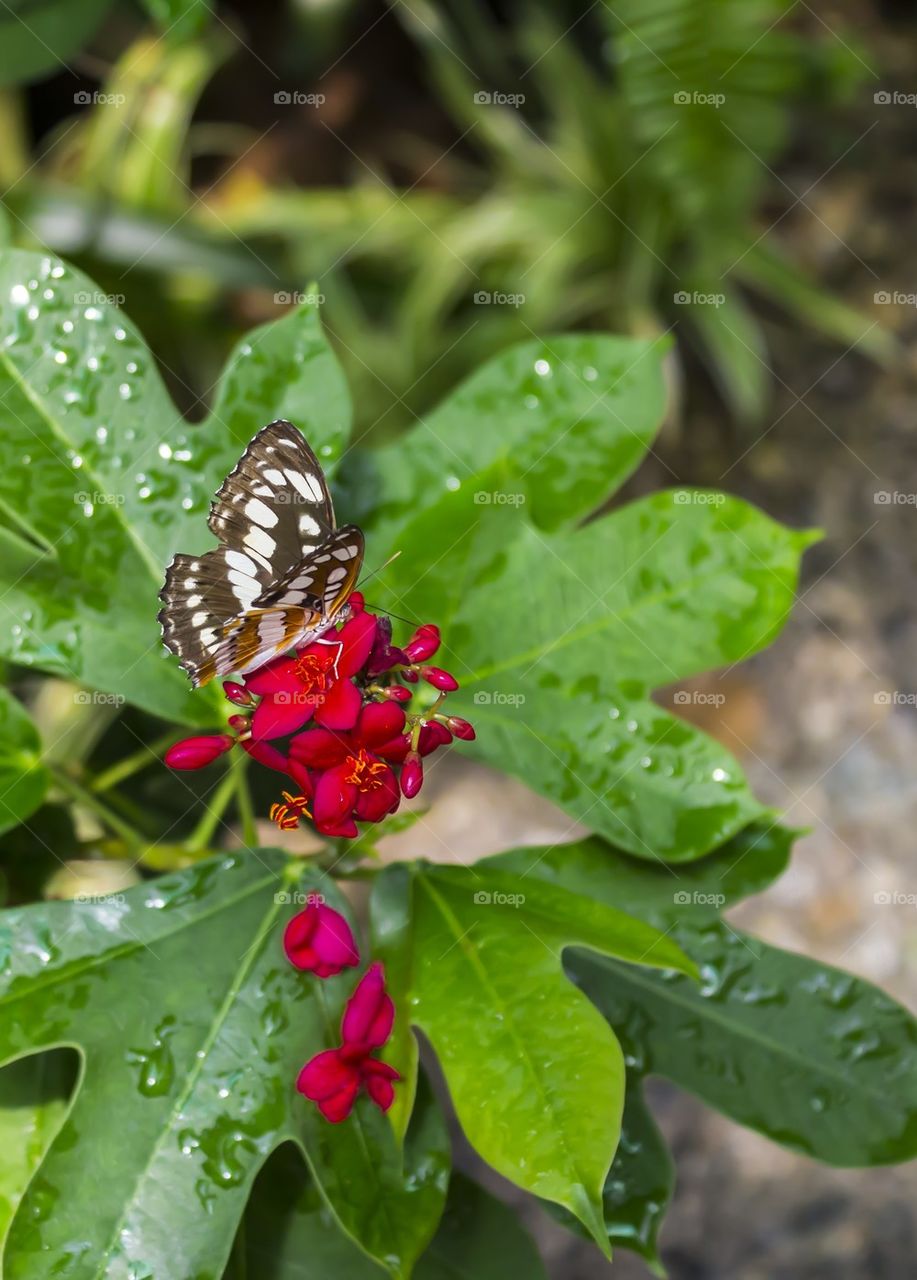 Butterfly on red flowers