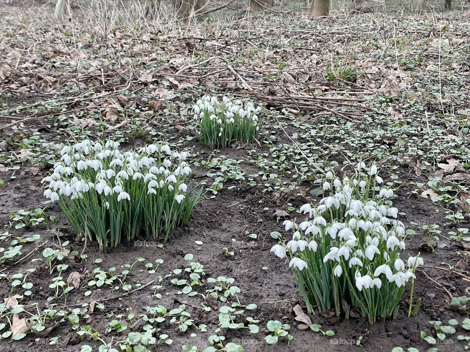 First sighting of snowdrops today 1st Feb 2024 ! These are miracle snowdrops as the river burst its banks and where these bloom was covered in flood water so I am amazed to see these survive when trees have been uprooted !