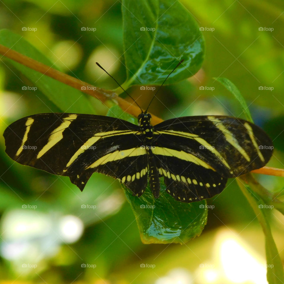 Close-up of butterfly on leaf