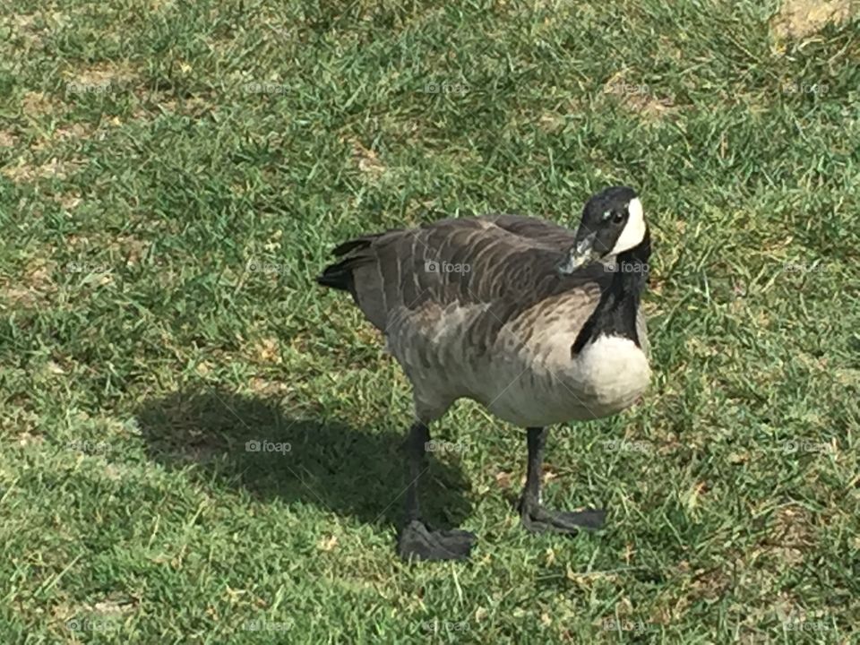 Goose