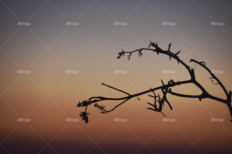 Close up of group of branches