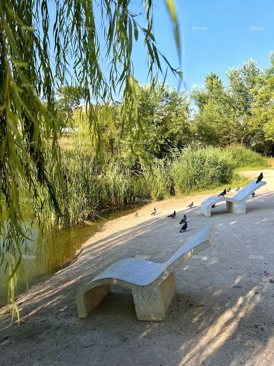 Group of pigeons in the park close to a pond