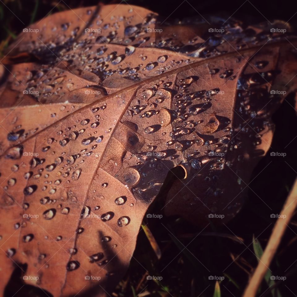 Dew on leaf 1