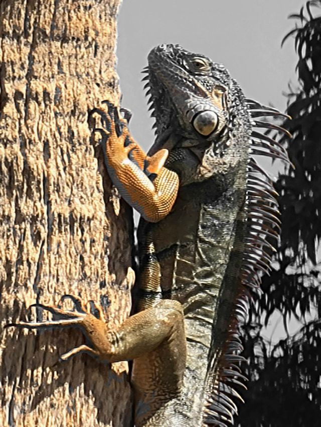 Florida lizard in a tree.