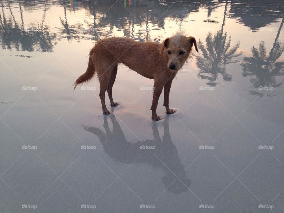Beach dog