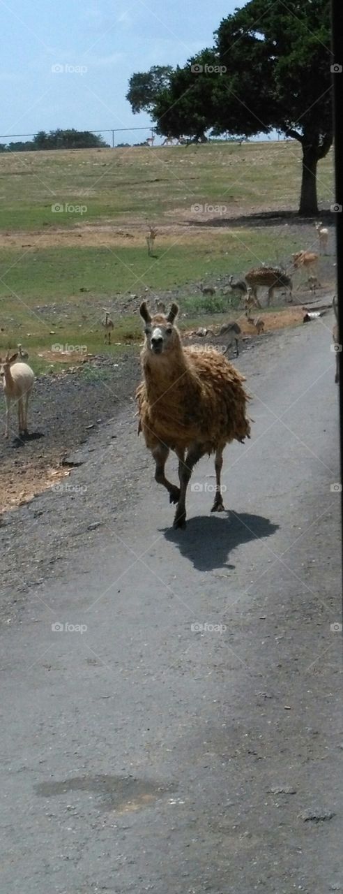 llama out for a run
