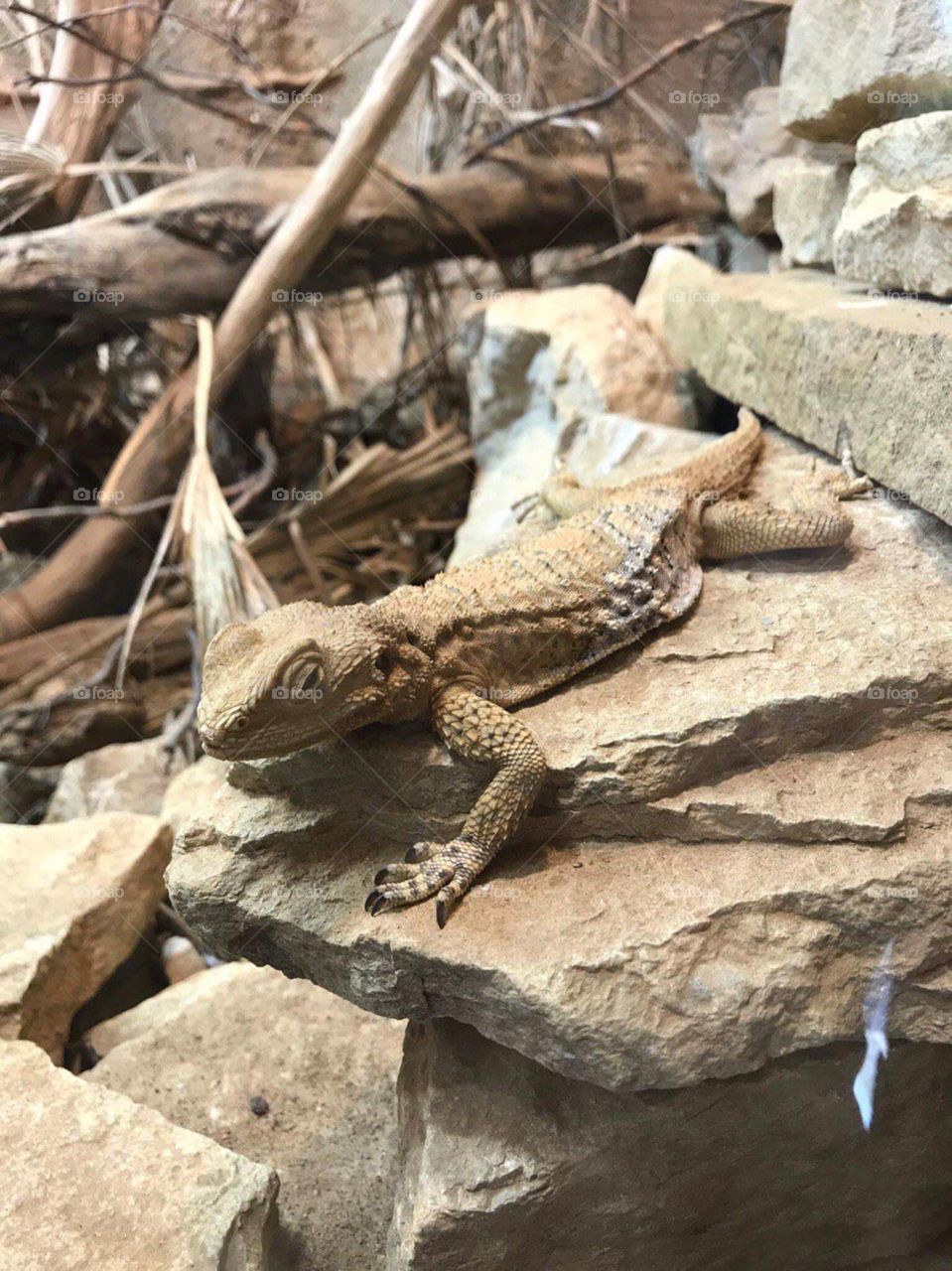 Lizzard On Rocks