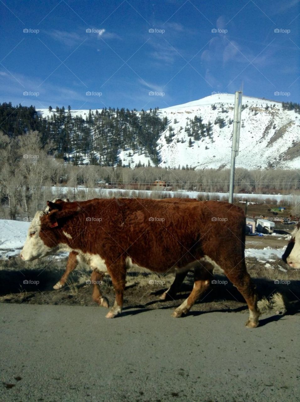 Cows in Colorado 