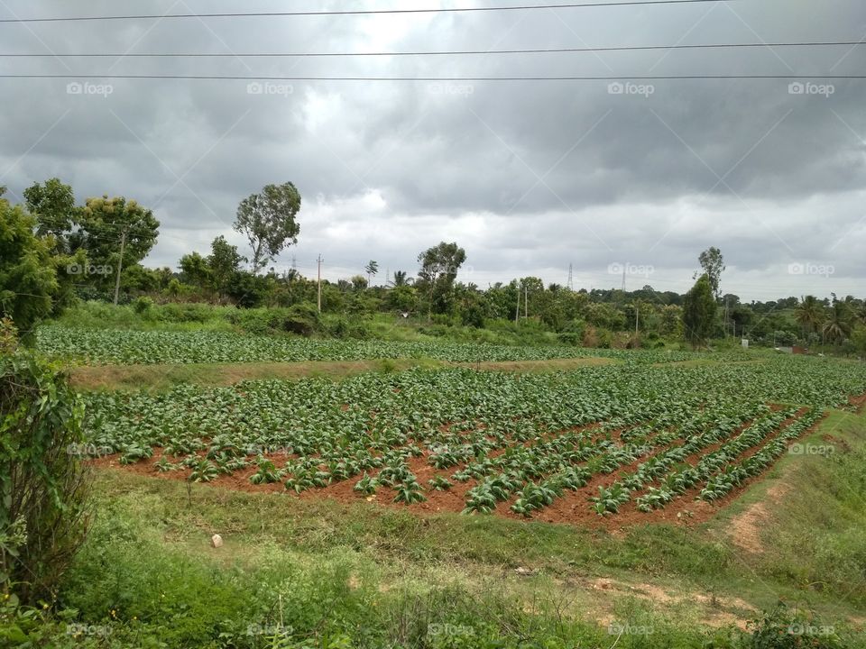 beautiful natural view