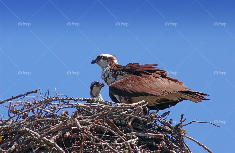 A pair of Ospreys setting up home.