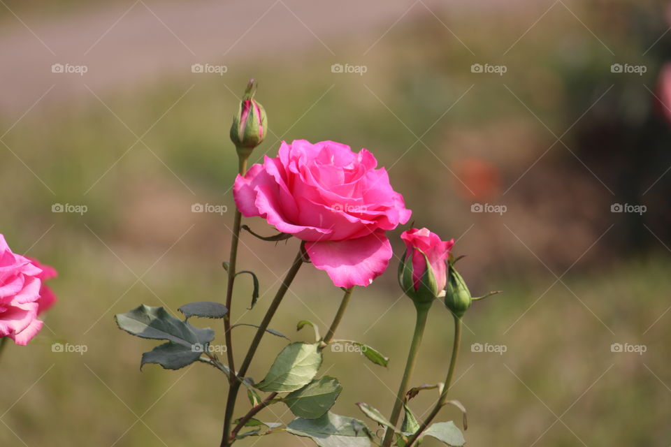 pink in rose with bud