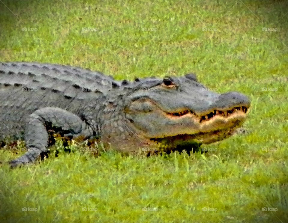 Gator