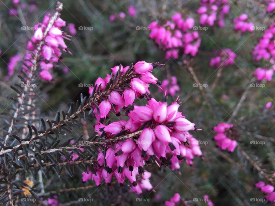 Blooming pink flowers during spring season 