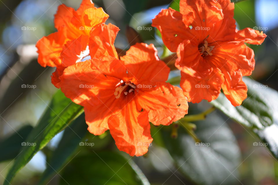 Close-up of orange hibiscus flower