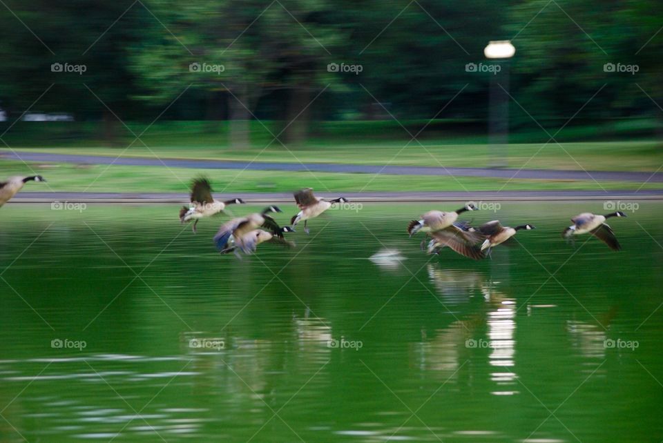 Geese landing on Constitution Pond