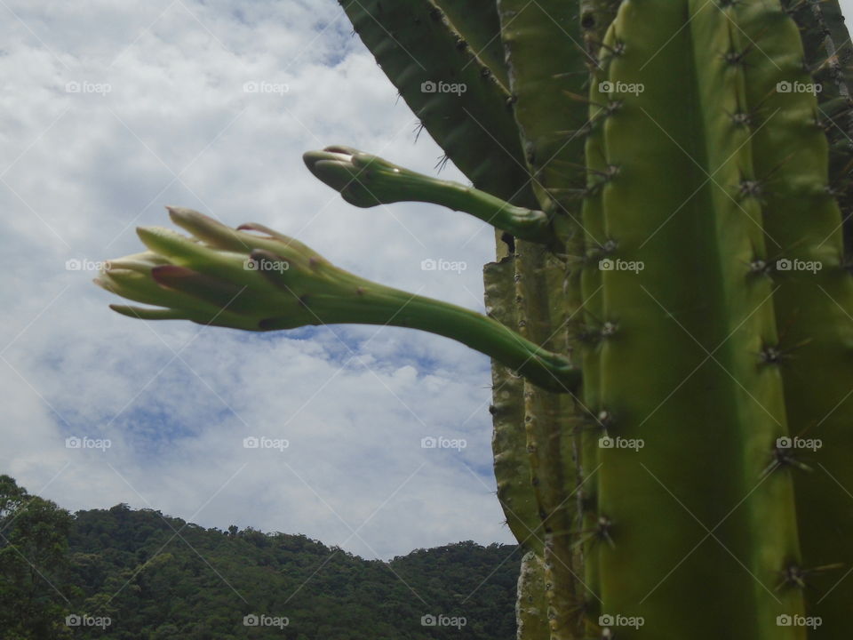 LEAVES, FLOWERS, ENVIRONMENT, PLANT, GARTEN.