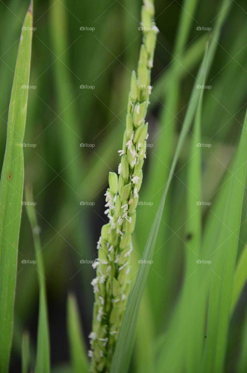 rice flower