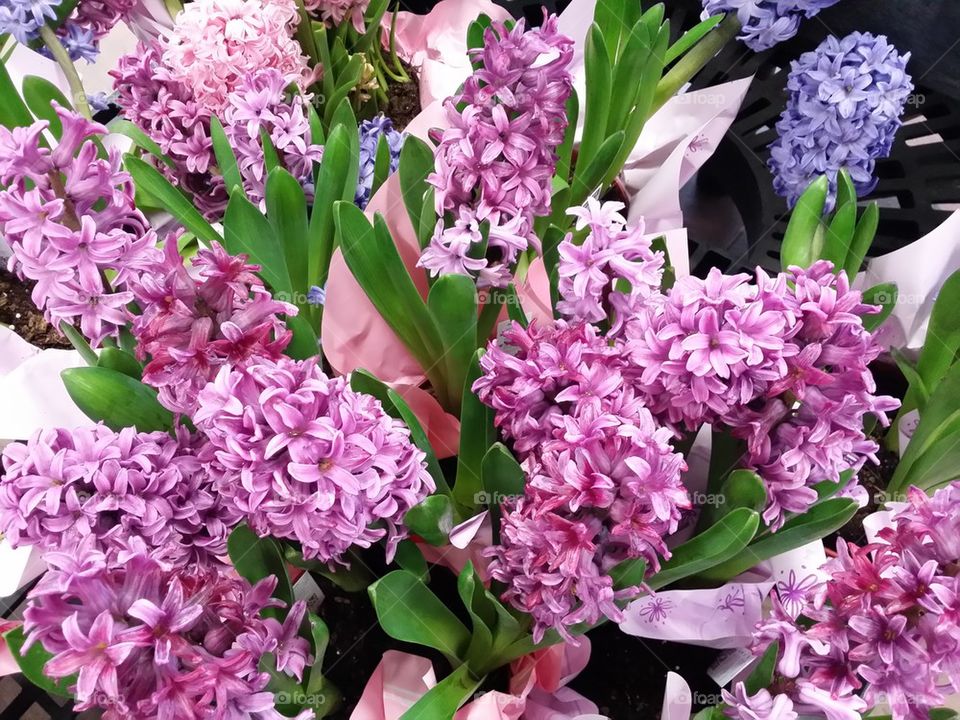 Pink Hyacinths