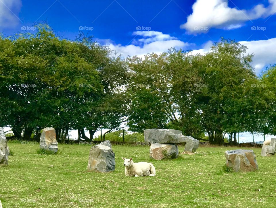Welsh countryside wales English field farm U.K. sheep and trees with blue sky 